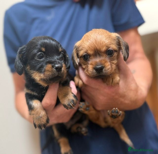 Mixed Breed dogs Shiweenie Girls - Advert 1