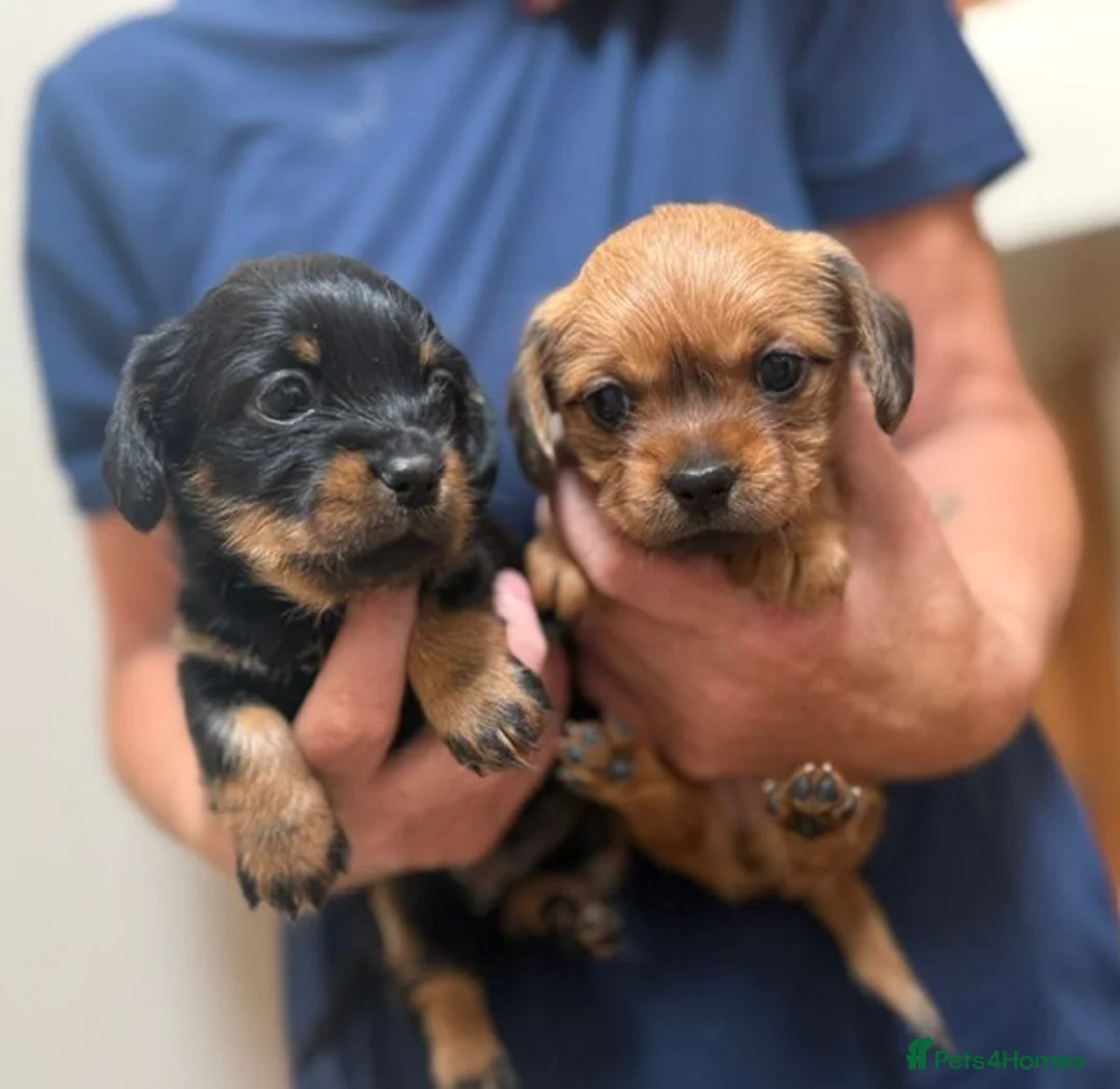 Mixed Breed dogs for sale: Shiweenie Girls - Advert 1
