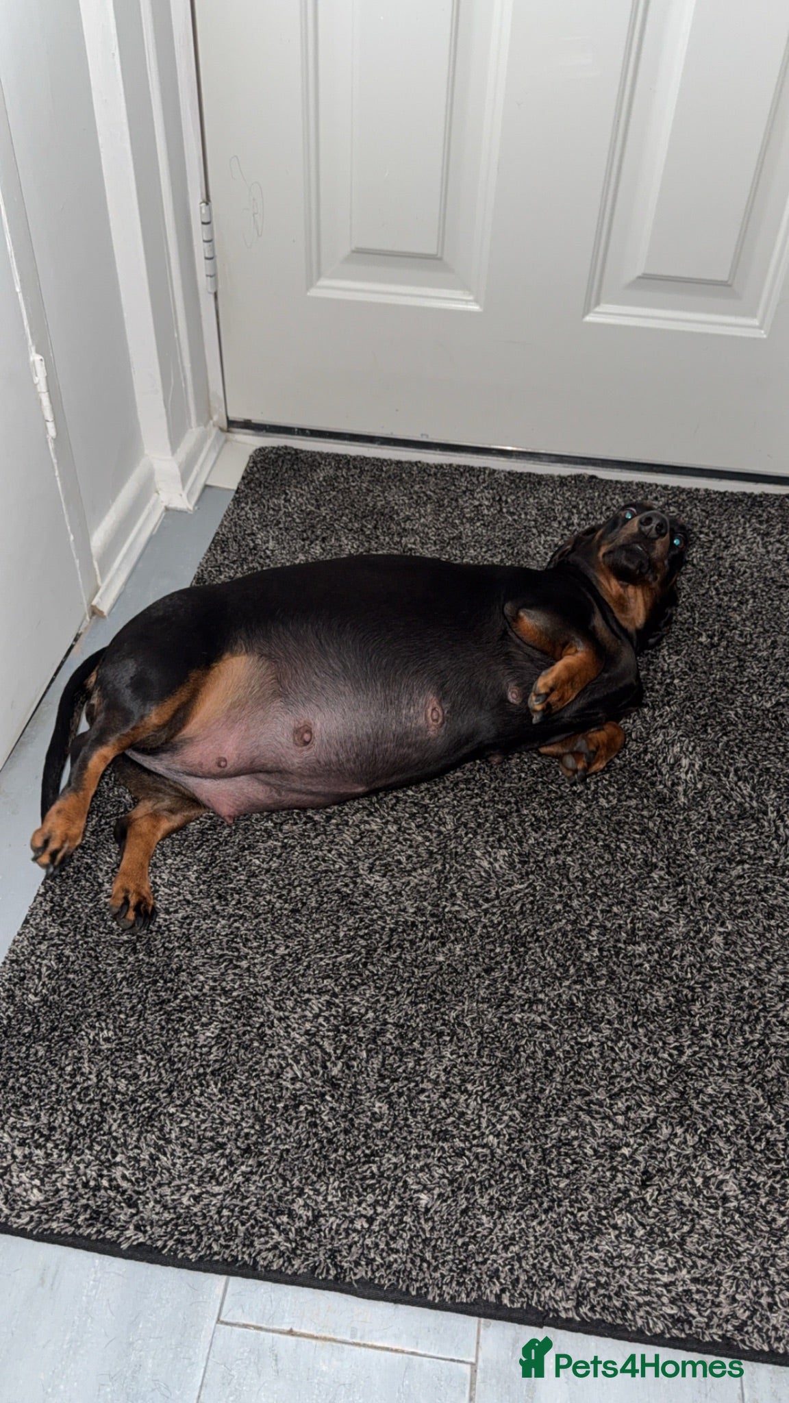 Dachshund dogs Dachshund Beautiful black and tan female  - Advert 4