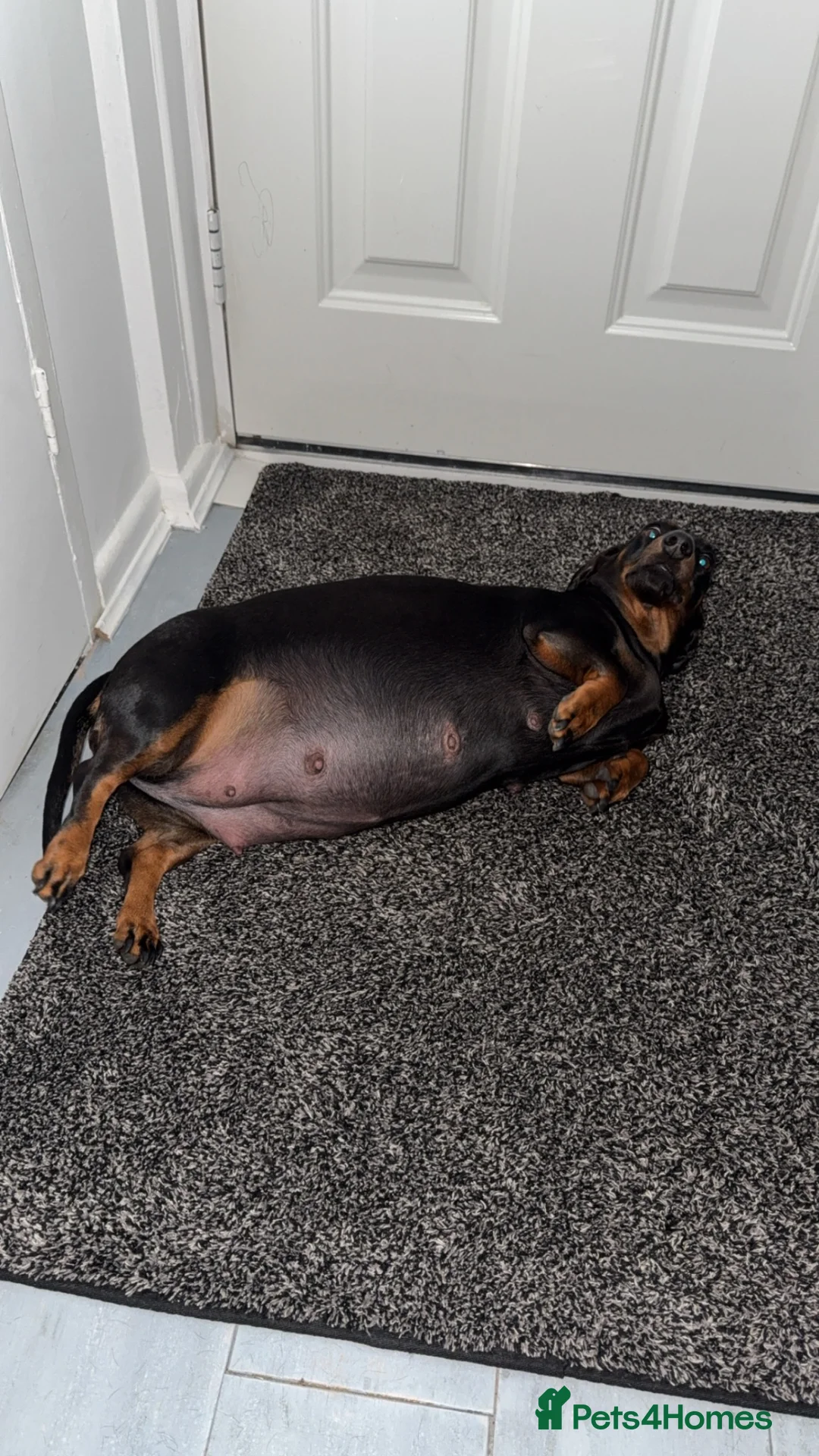 Dachshund dogs for sale: Dachshund - Advert 1