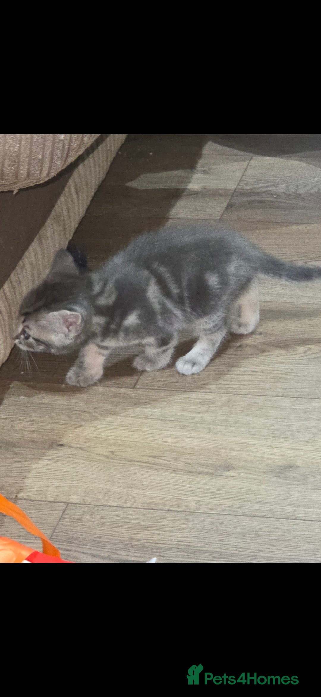 Mixed Breed cats for sale: Kittens ready ready ad - Advert 6