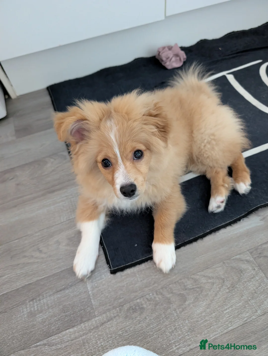Mixed Breed dogs for sale: Fred - pom cross - Advert 1