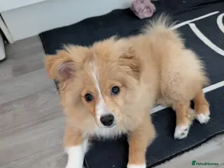 Mixed Breed dogs Fred - pom cross - Advert 1