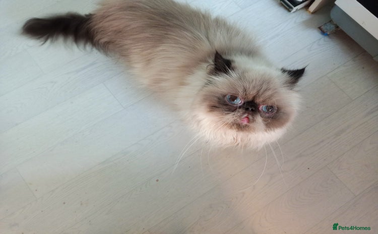 Persian cats - Advert 13