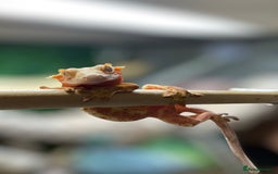 Gecko reptiles for sale: Stunning Red/Pink Harlequin Female Crested Gecko - Image 3