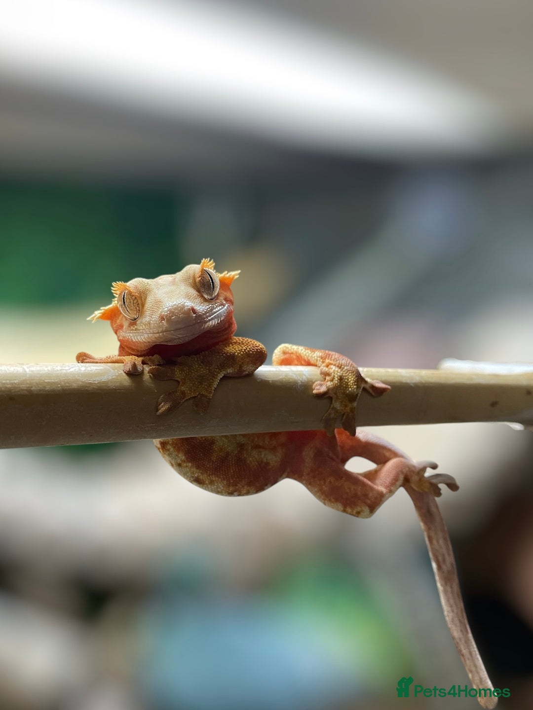 Gecko reptiles for sale: Stunning Red/Pink Harlequin Female Crested Gecko - Image 3