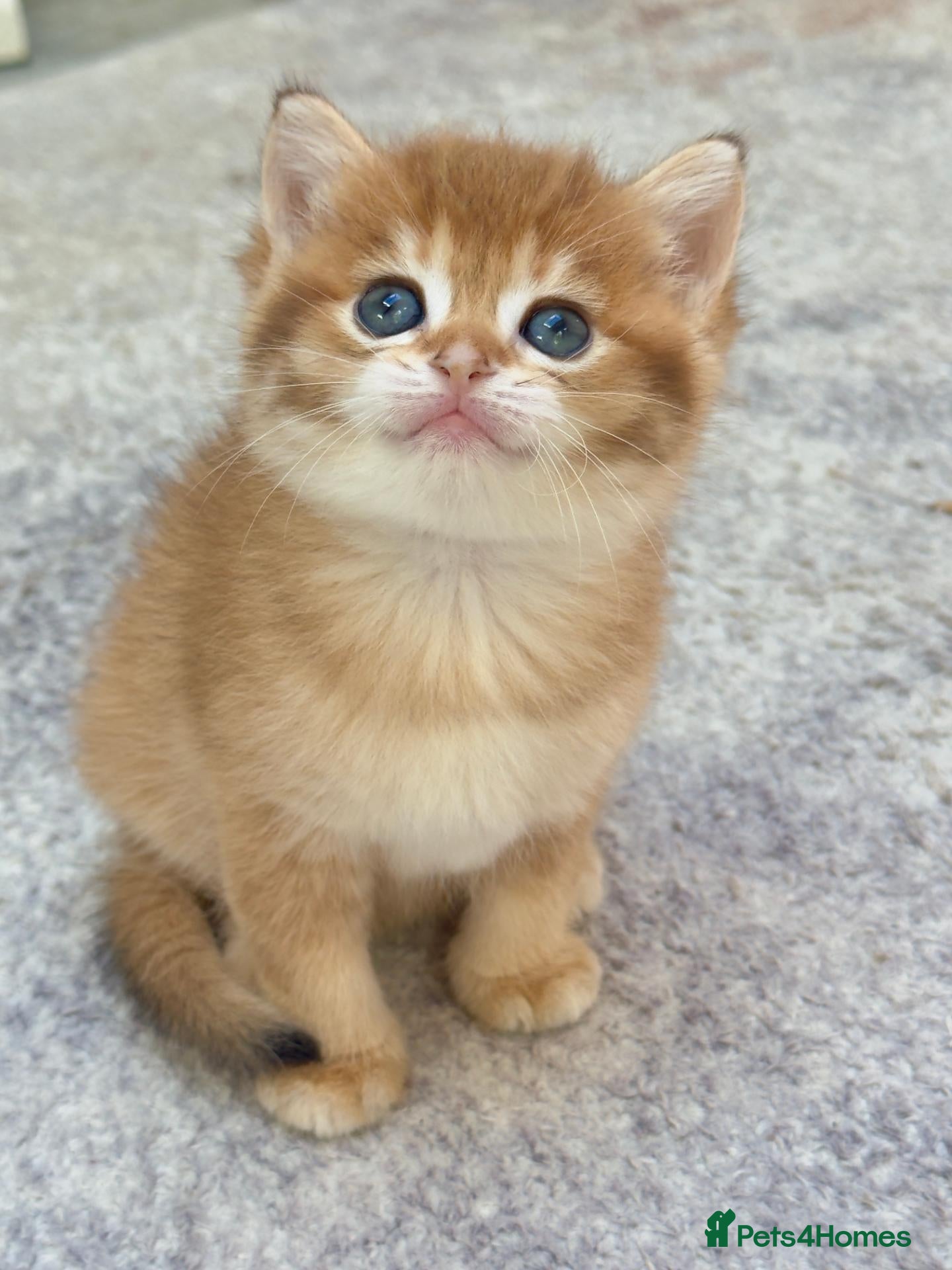 British Shorthair cats ✨🐾🐱 Premium Golden Silver Shaded BSH 🐱🐾✨ - Advert 1