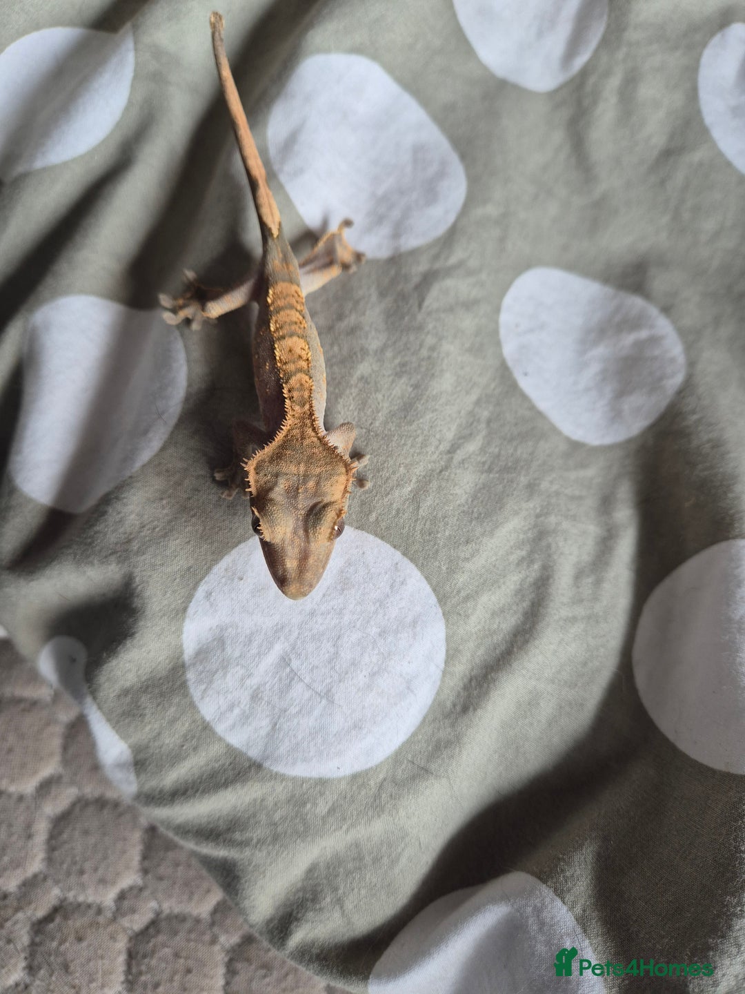 Gecko reptiles for sale: Crested geckos looking for there forever homes  - Image 14