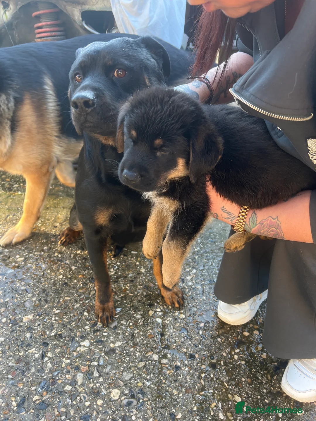 Mixed Breed dogs for sale: Rottweilers /German shepherd  - Advert 2