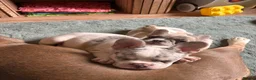 French Bulldog dogs for sale: Fully vaccinated DWKC French bulldog puppies  - Advert 5