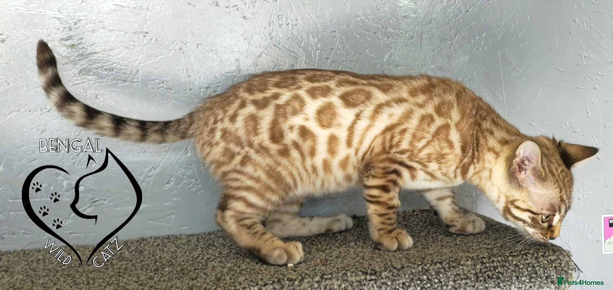 Bengal cats for sale: 4 beautiful bengal boys ready to leave now - Advert 5