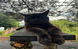 Maine Coon cats for sale: Rehoming of handsome stud Maine Coon - Image 2