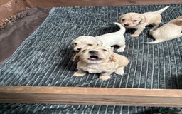 Mixed Breed dogs for sale: Golden doodle x Cocker Spaniel puppies  - Image 10