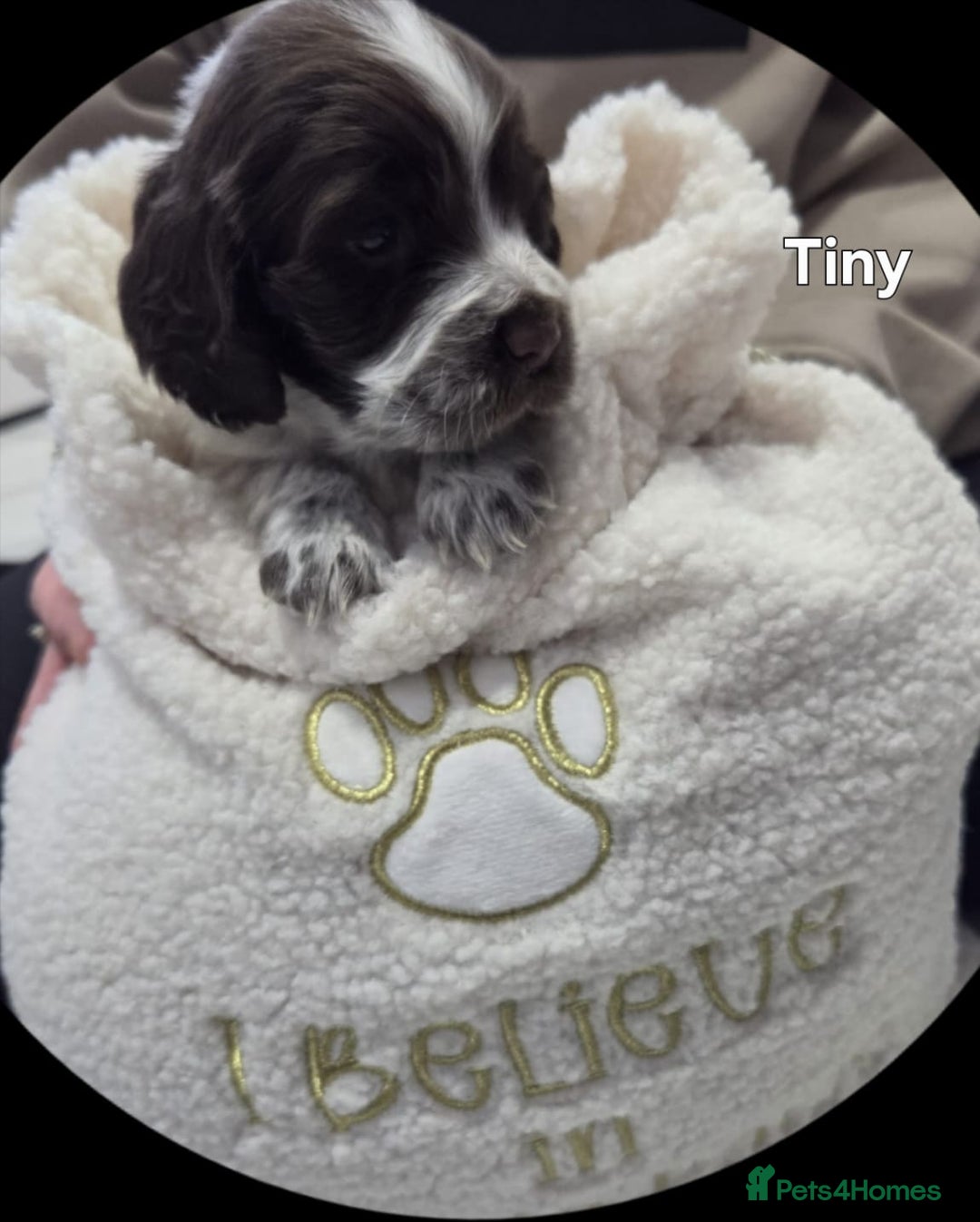 Cocker Spaniel dogs for sale: Cocker spaniels - Advert 11