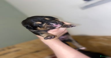 Mixed Breed dogs - Advert 10