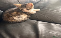 Mixed Breed cats for sale: Beautiful mixed breed kittens  - Image 7