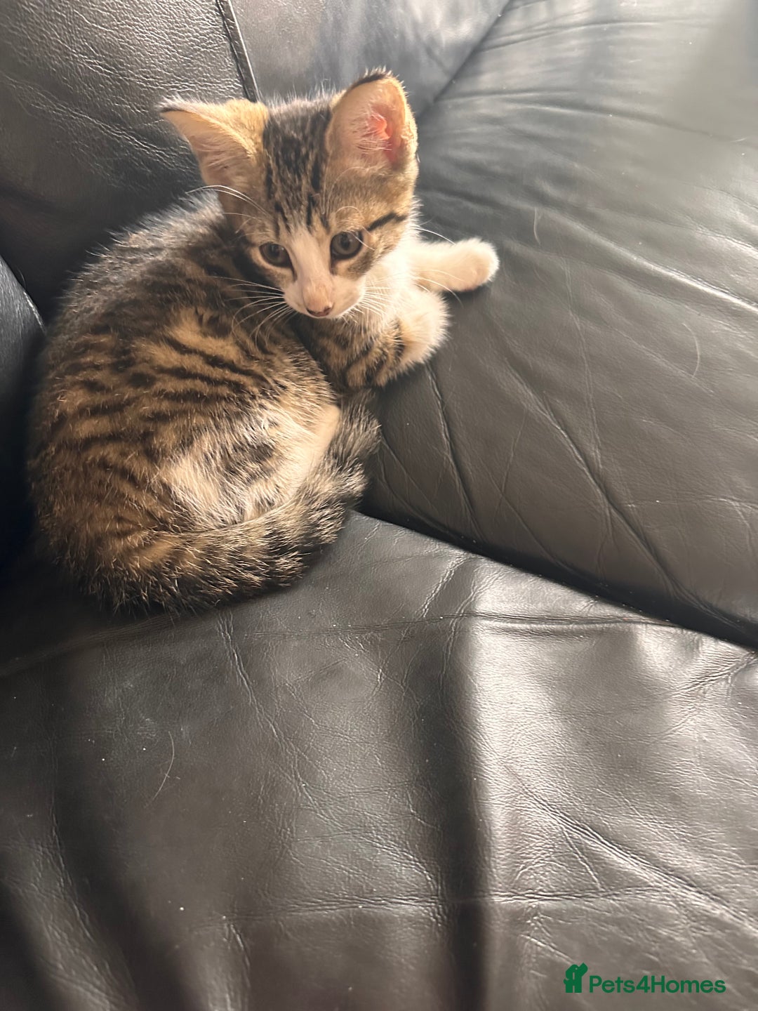 Mixed Breed cats for sale: Beautiful mixed breed kittens  - Image 7