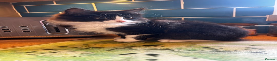 Mixed Breed Kitten 1