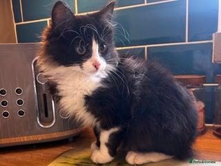 Mixed Breed cats Beautiful kittens - Advert 1