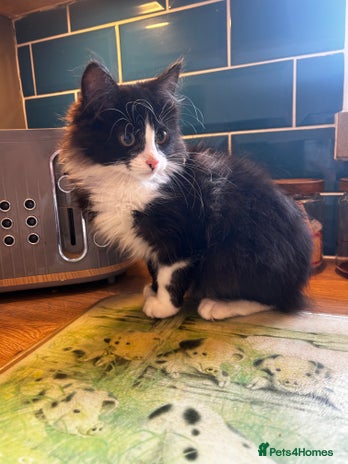 Mixed Breed cats Beautiful kittens - Advert 1