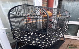 Lovebirds birds for sale: Love Birds Male & Female - Image 10