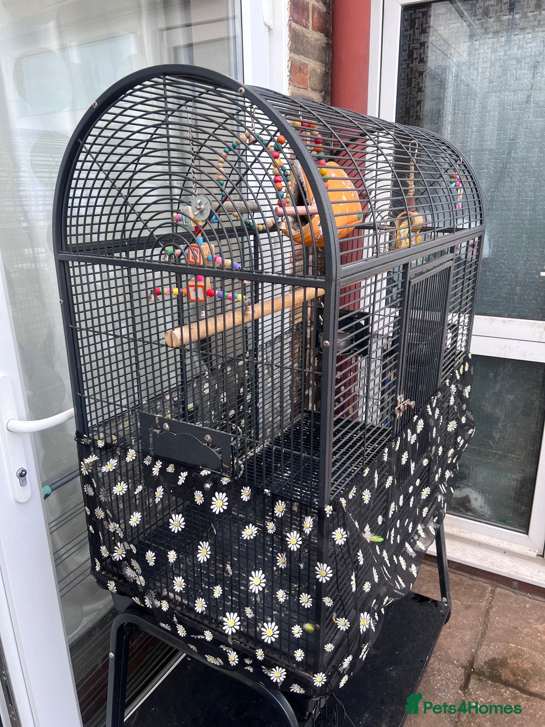 Lovebirds birds for sale: Love Birds Male & Female - Image 10