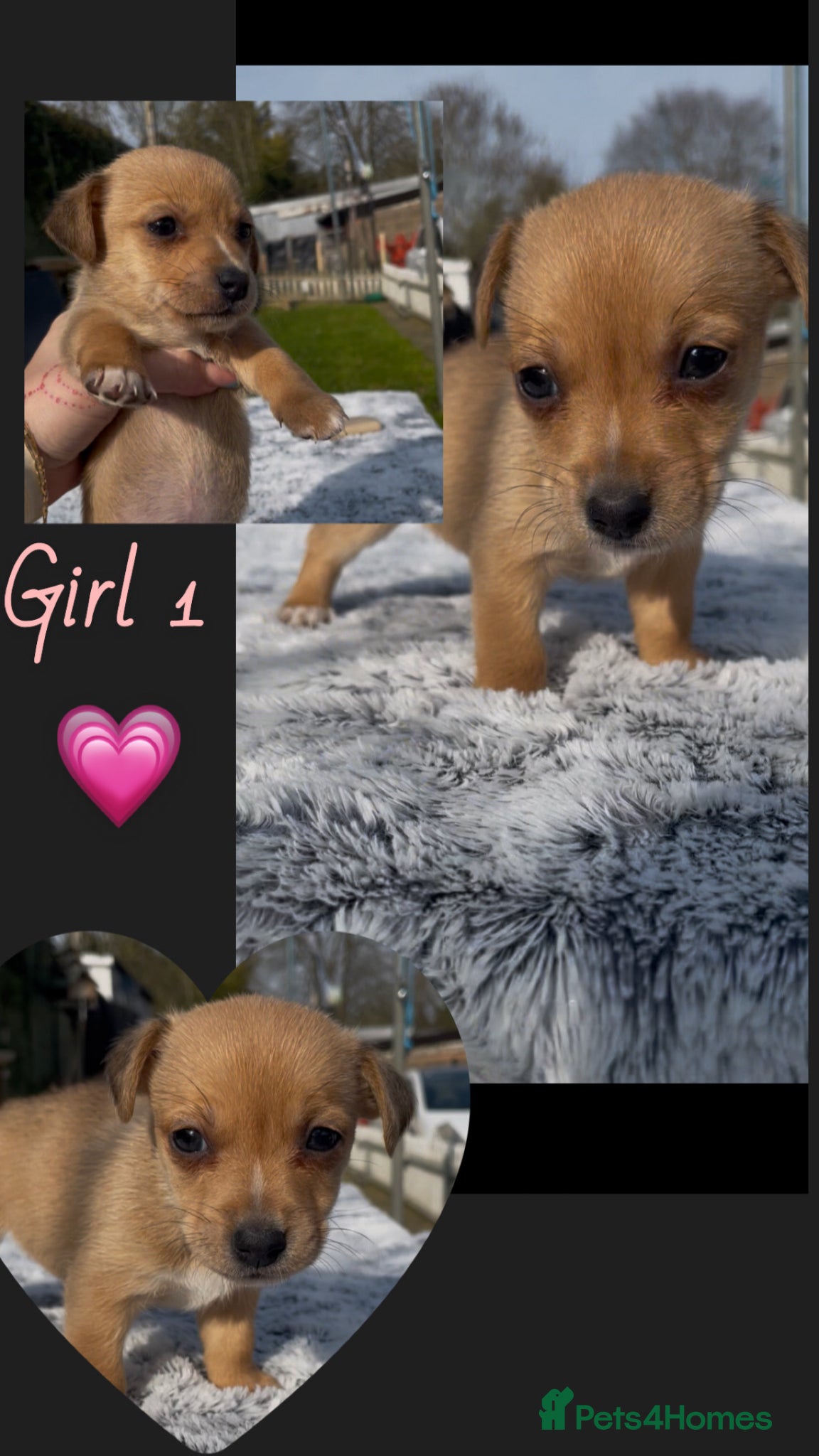 Jack Chi dogs Chihuahuas X puppies - Advert 2