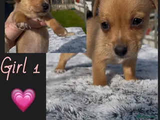 Jack Chi dogs Chihuahuas X puppies - Advert 2
