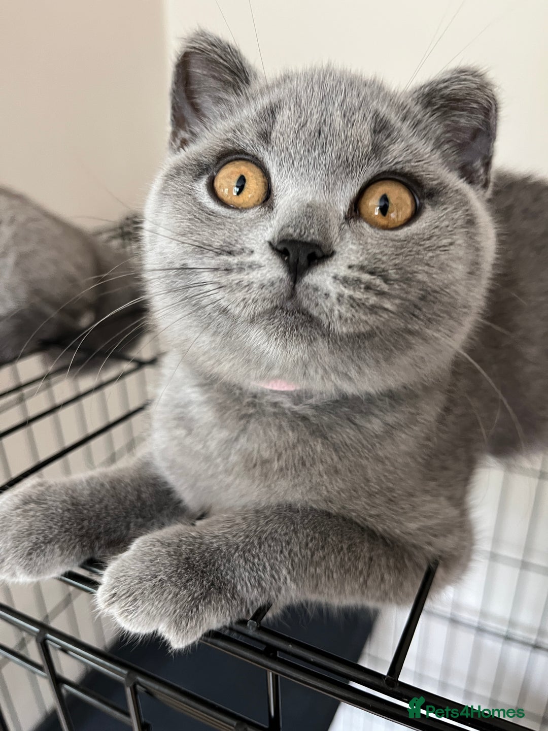 British Shorthair cats for sale: GCCF Blue British Shorthair girl available 🇬🇧 in Birmingham - Image 7
