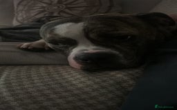Old Tyme Bulldog dogs for sale: Poppy - Image 4