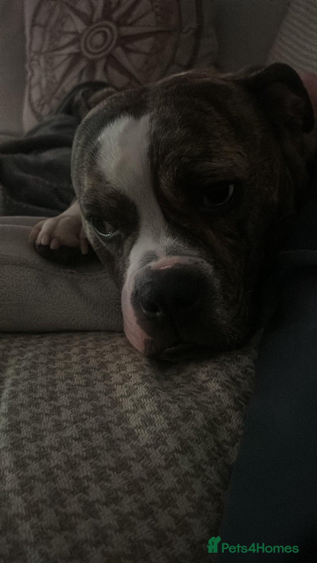 Old Tyme Bulldog dogs for sale: Poppy - Image 4