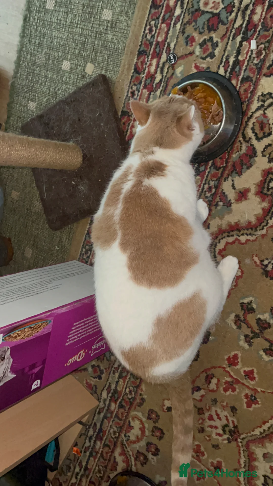 Mixed Breed cats for sale: Brother and sister looking for forever home  - Advert 7