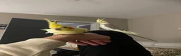 Cockatiels birds for sale: Cockatiels  - Advert 5