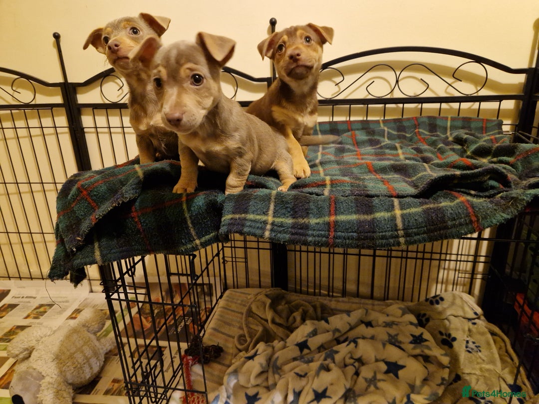 Jack Russell dogs for sale: For Sale Adorable Jack Russell Puppies  - Advert 3