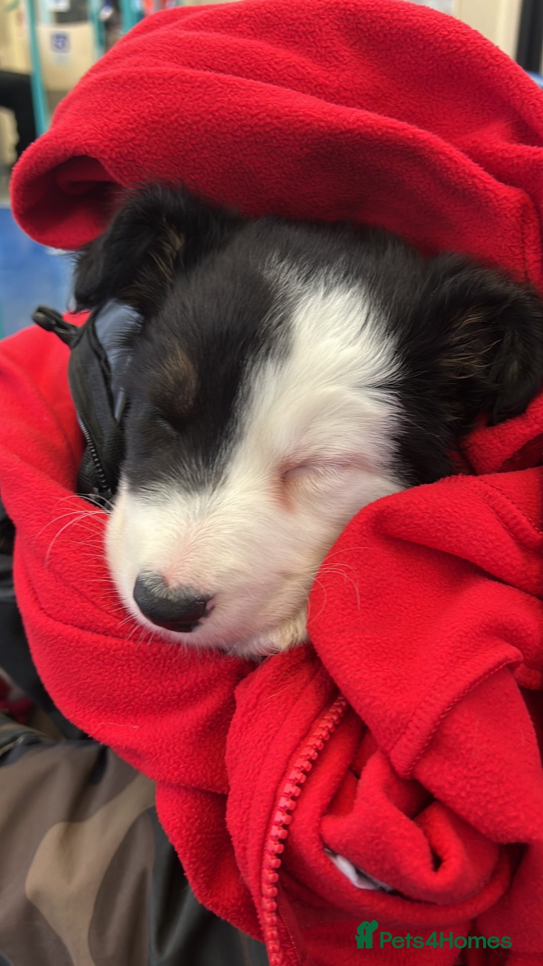 Border Collie dogs for sale: Border Collie  - Advert 6