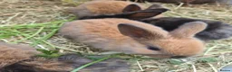Mixed Breed rabbits for sale: 4 Hazel brown baby rabbits - Advert 3