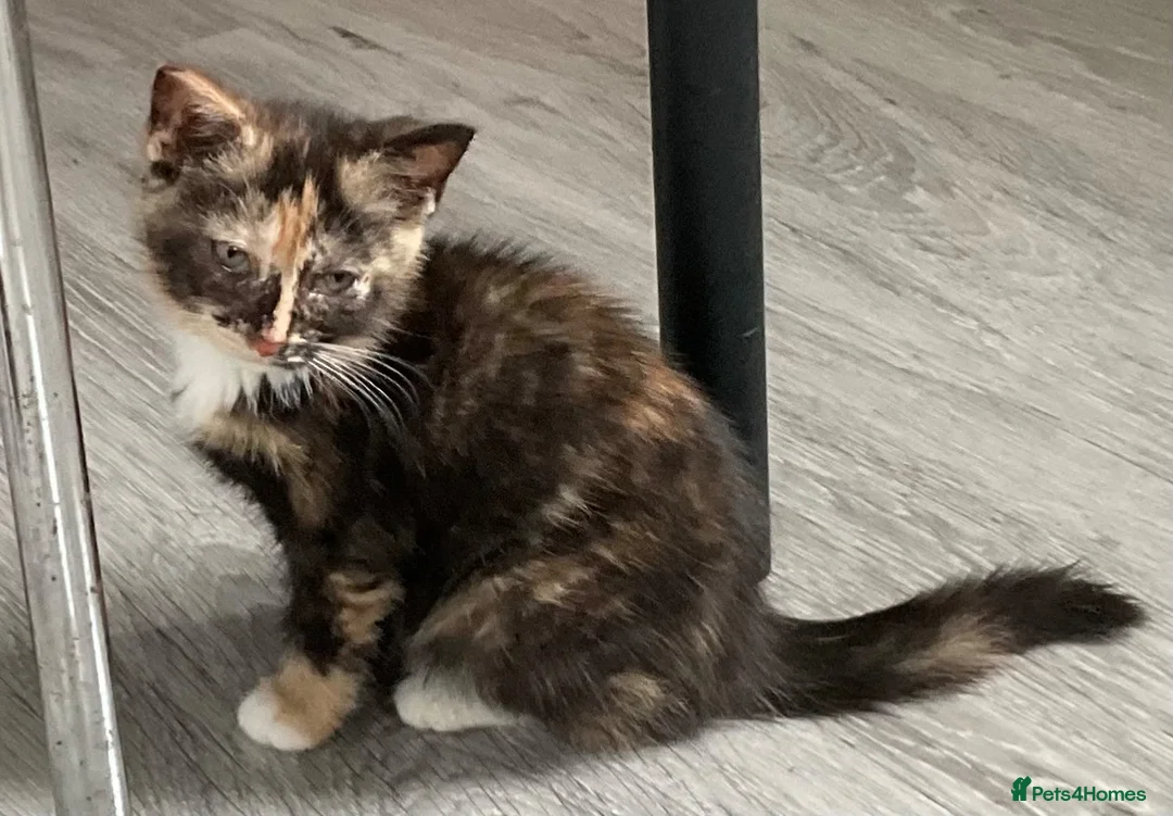 Mixed Breed cats for sale: Two Female Tortoiseshell Kittens For Sale! - Advert 1