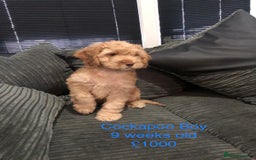 Cockapoo dogs for sale: Cockapoo  - Image 1