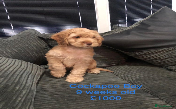 Cockapoo dogs - Advert 1