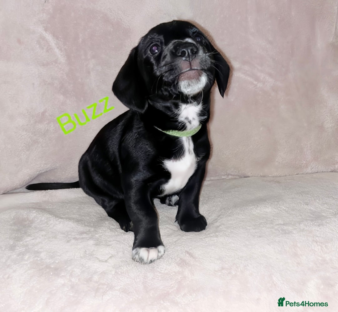 Mixed Breed dogs for sale: Dalmatian x dachshund  - Advert 6