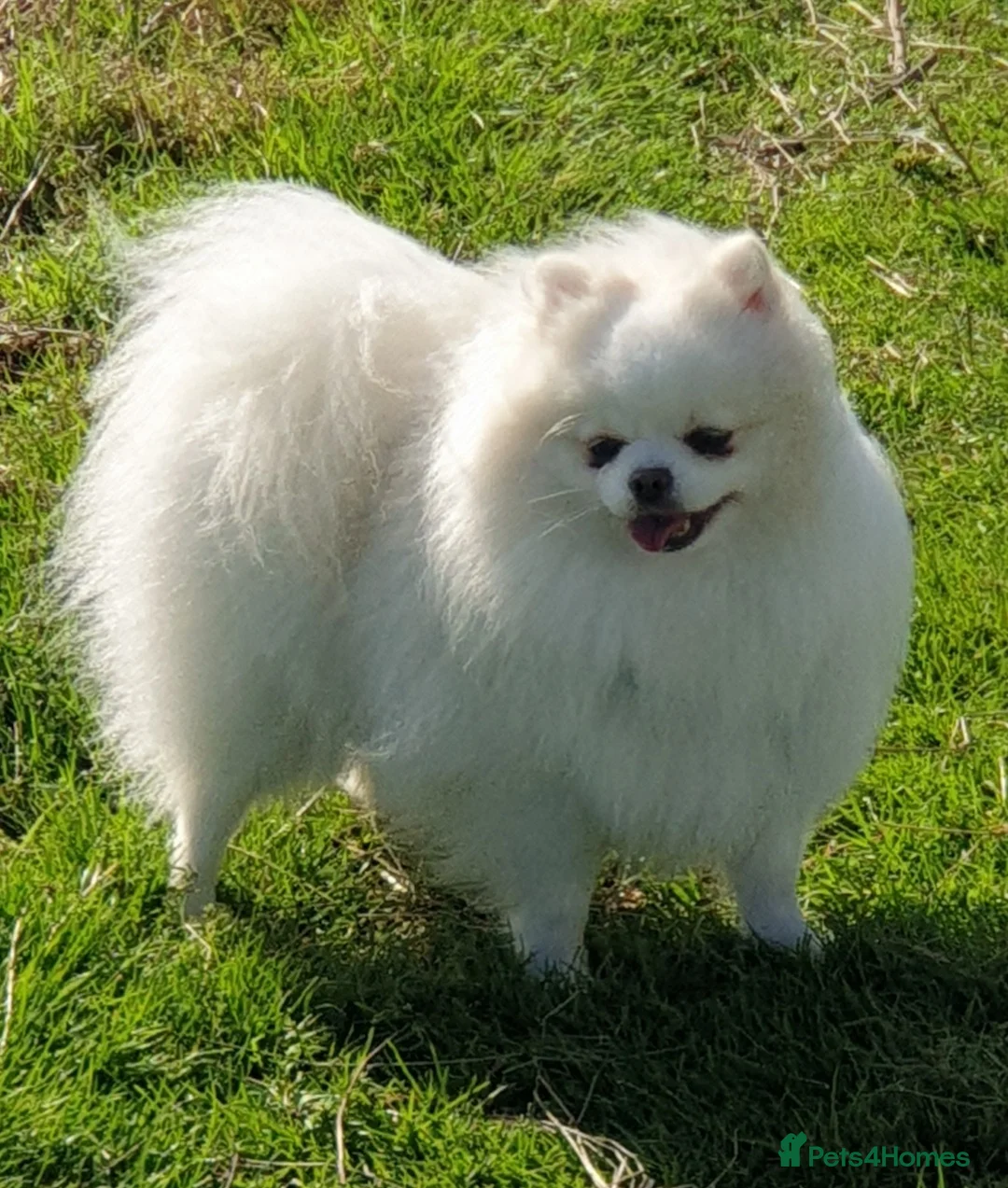 Pomeranian dogs for sale: Pomeranian  - Advert 1