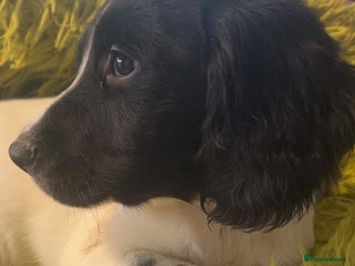 English Springer Spaniel dogs Quality ESS KC Reg Health Tested Parents 5⭐️ - Advert 4