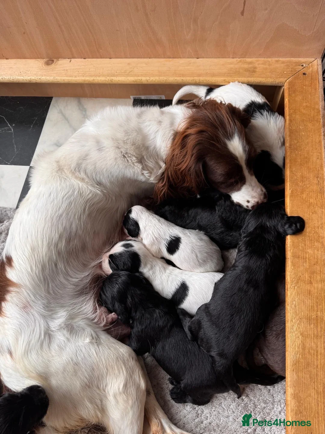 Sprocker dogs for sale: Confident sprockers  in Redruth - Advert 1