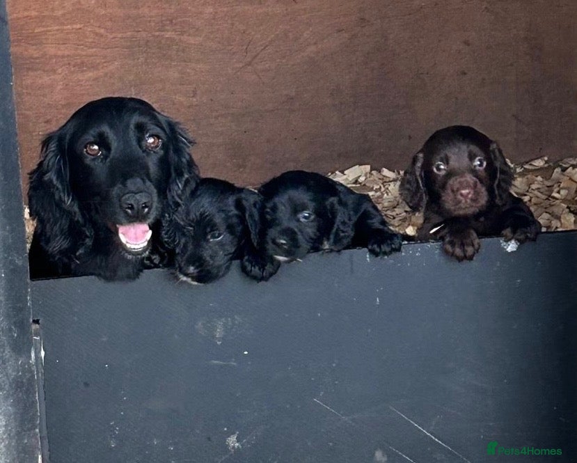 Cocker Spaniel dogs Working Cocker Spaniels 3 out of 5 Available  - Advert 1