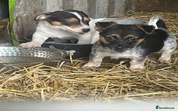 Jack Russell dogs for sale: Jack Russell puppies - Image 5