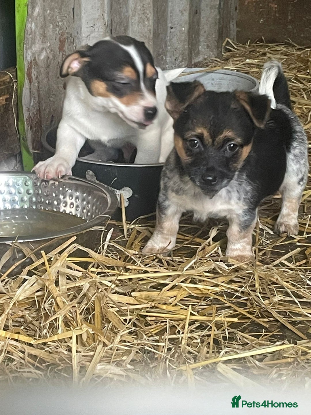 Jack Russell dogs for sale: Jack Russell puppies - Image 5