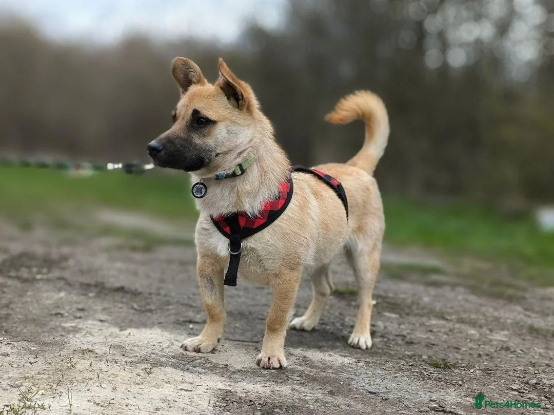 Mixed Breed dogs for adoption: 💙🐶 BILLY – FIRST TO GREET, FIRST TO LOVE 🐶💙 in Burton-on-Trent - Advert 1