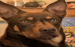 Australian Kelpie dogs for sale: Australian Kelpie male  - Advert 2