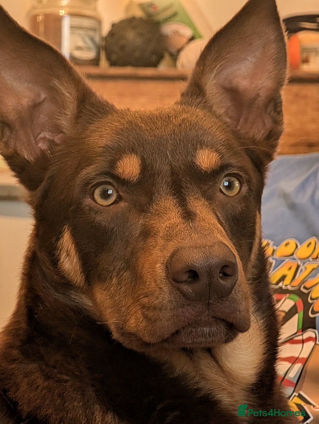 Australian Kelpie dogs for sale: Australian Kelpie male  - Advert 2