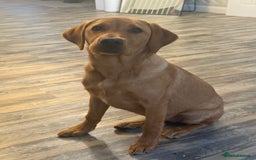Labrador Retriever dogs for sale: Labrador Girl Puppy  - Image 3